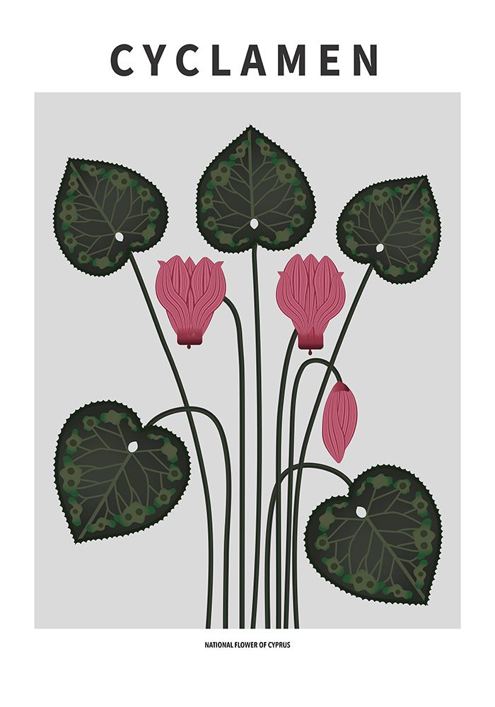 Cyklamen  - National flower of Cypres art print by Paperago for $57.95 CAD