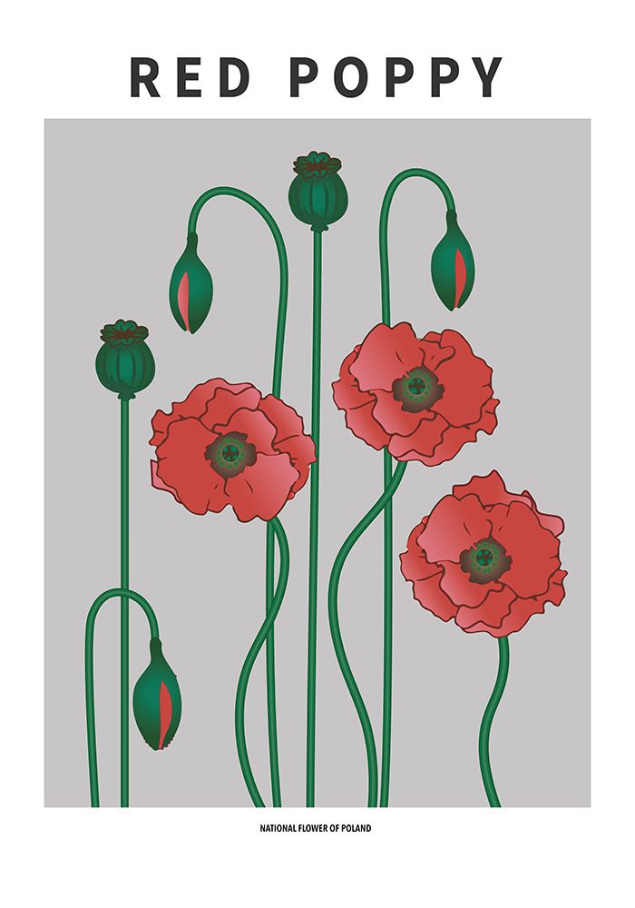 Red Poppy - National flower of Poland art print by Paperago for $57.95 CAD