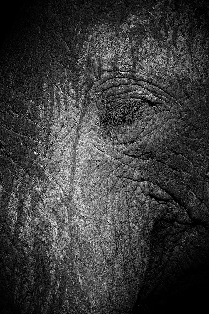 Black and white close up of an elephants eye art print by Dan Edwards for $57.95 CAD