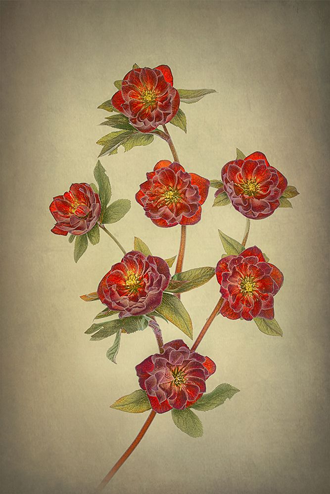Double Queen Hellebores art print by Lydia Jacobs for $57.95 CAD