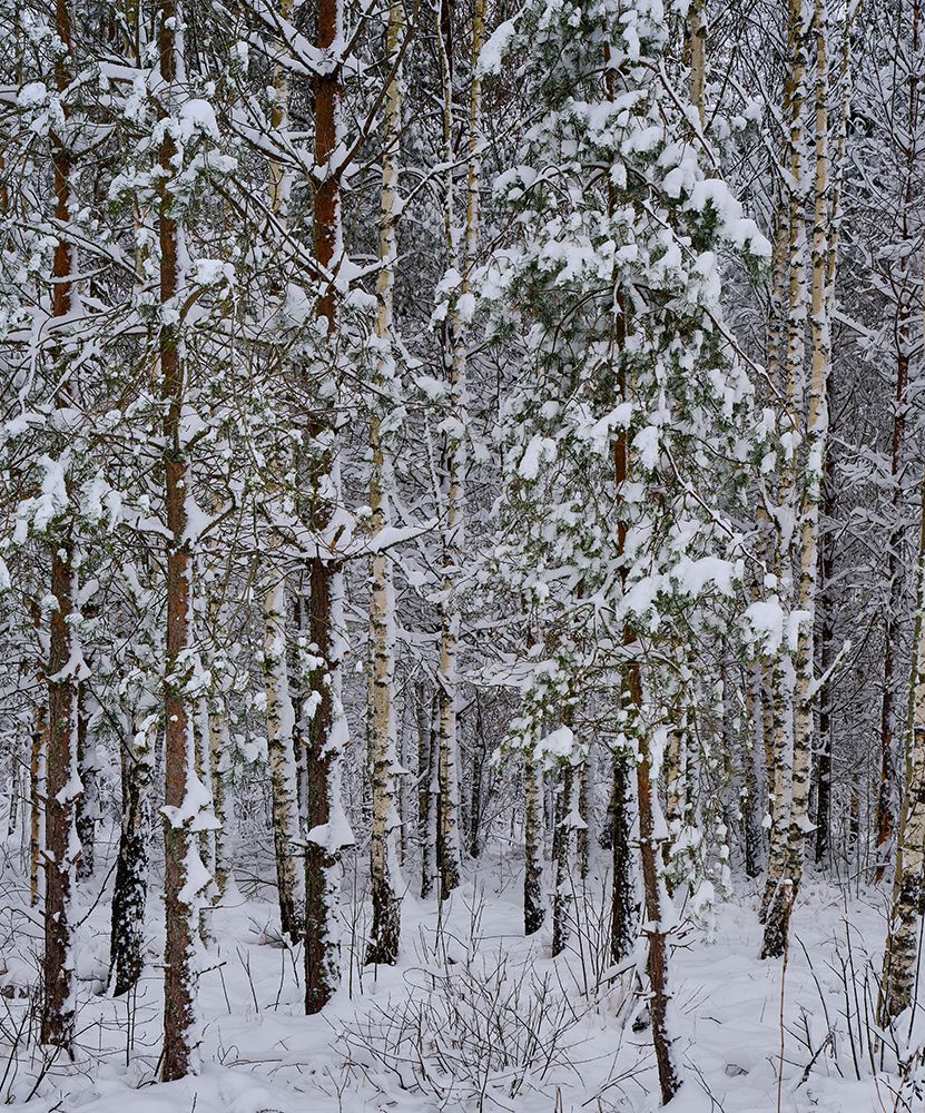 Swedish snow trees art print by Geertjan Plooijer for $57.95 CAD