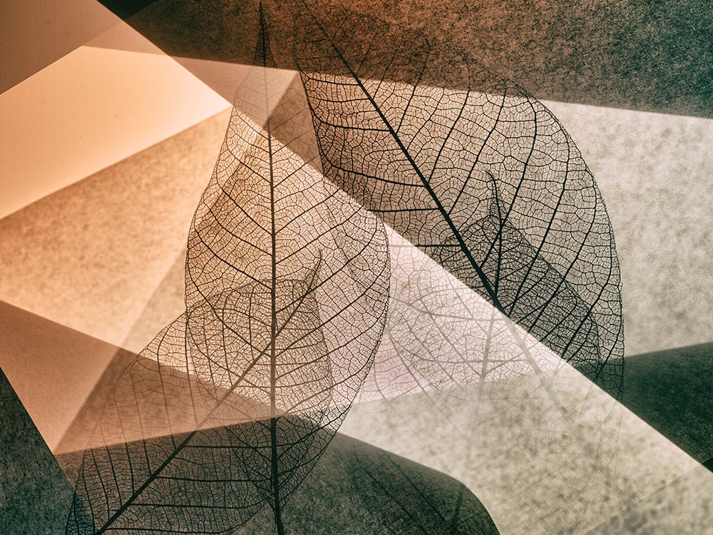 Leaf art print by Shihya Kowatari for $57.95 CAD