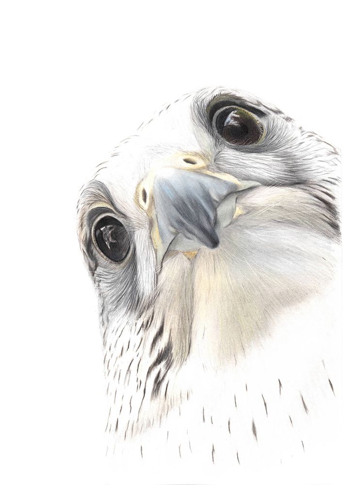 Falcon art print by Angelica Diehn for $57.95 CAD