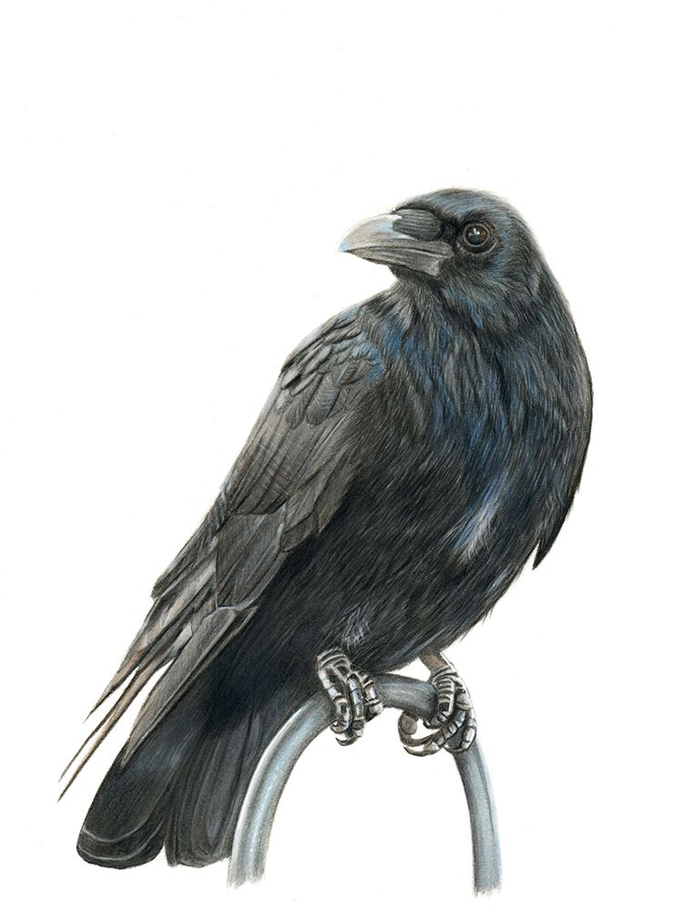 Nevermore art print by Angelica Diehn for $57.95 CAD