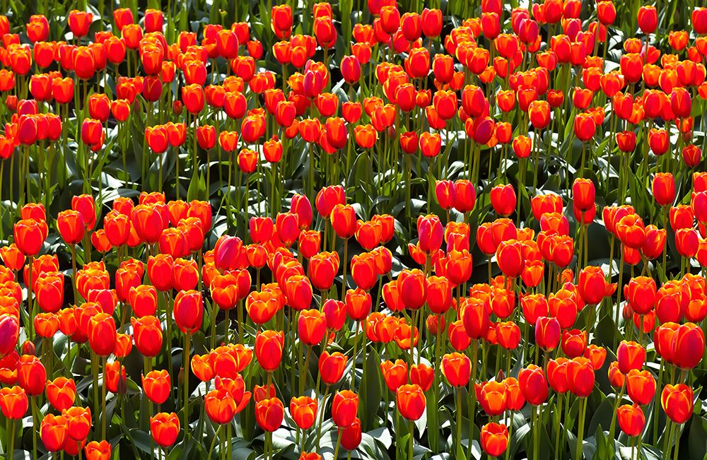 Red tulips art print by Geertjan Plooijer for $57.95 CAD