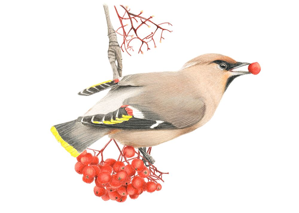 Waxwing art print by Angelica Diehn for $57.95 CAD