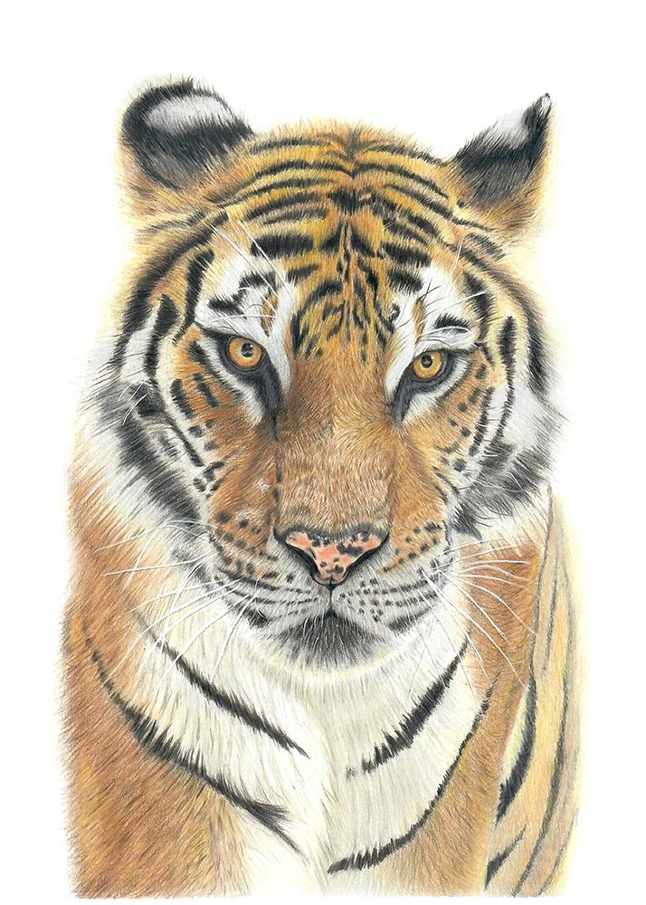 Tiger art print by Angelica Diehn for $57.95 CAD