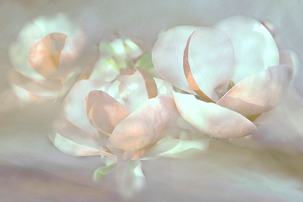 Magnolia dreams art print by Christina Sillen for $57.95 CAD