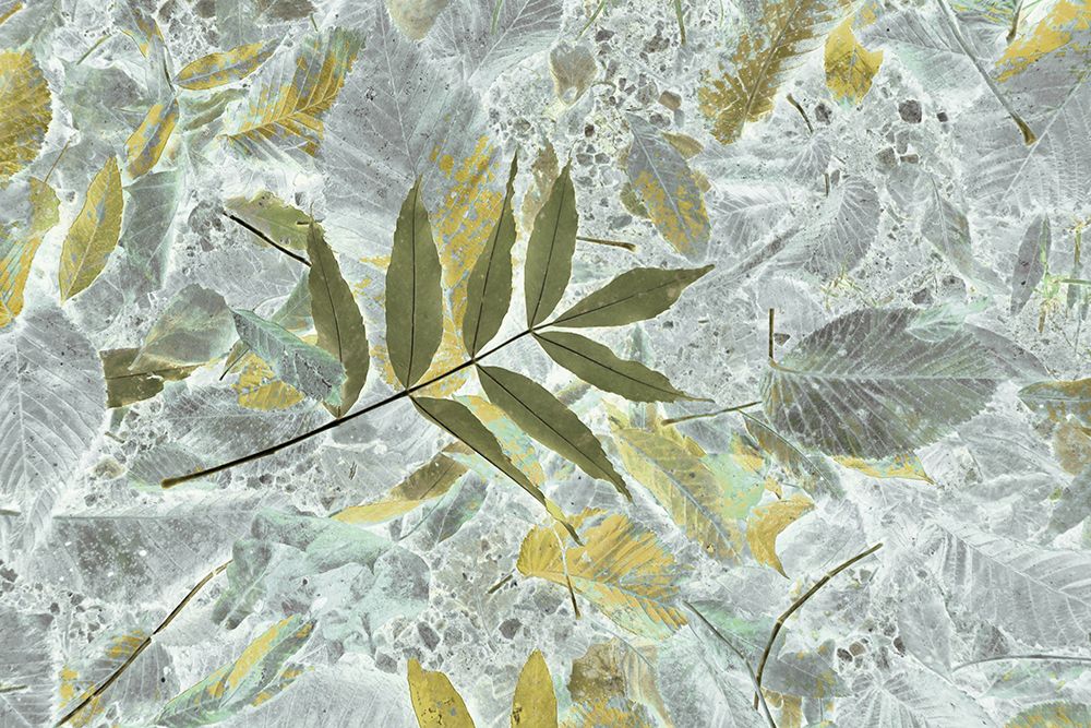 Leaf art art print by Christina Sillen for $57.95 CAD