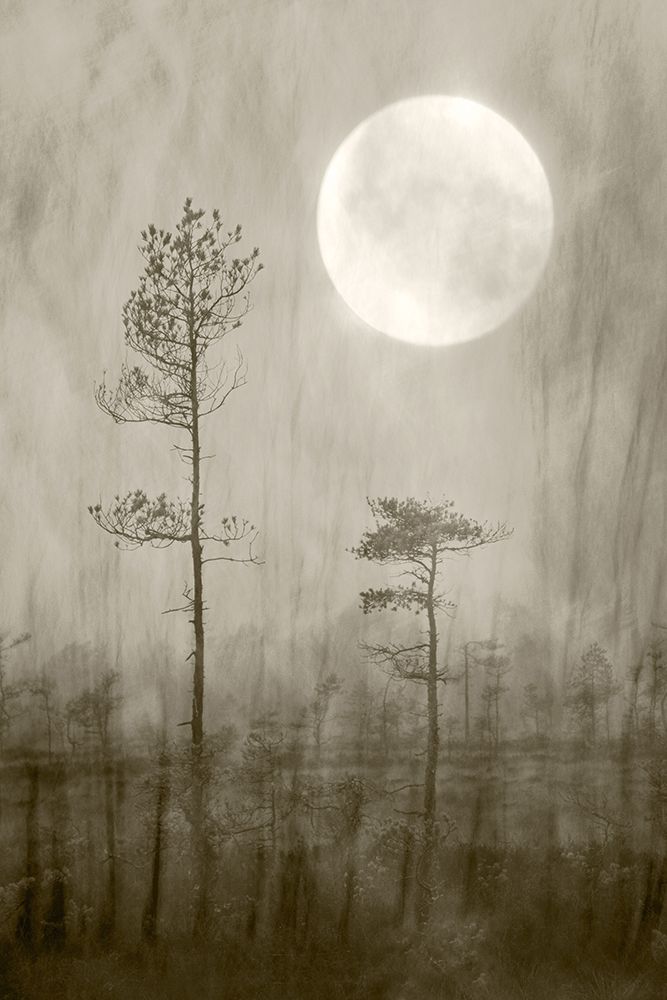 Moonlight moor art print by Christina Sillen for $57.95 CAD