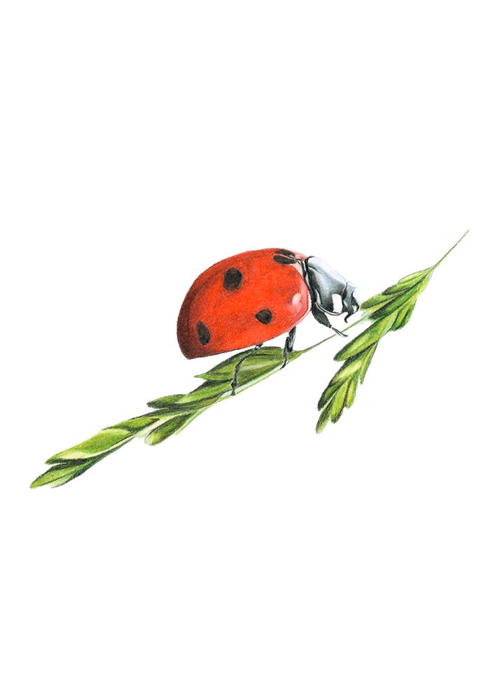 Ladybird art print by Angelica Diehn for $57.95 CAD