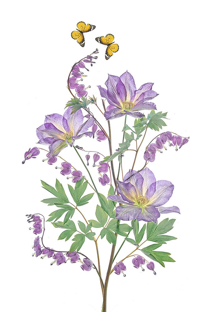 Purple Clematis and Bleeding Heart art print by Lydia Jacobs for $57.95 CAD