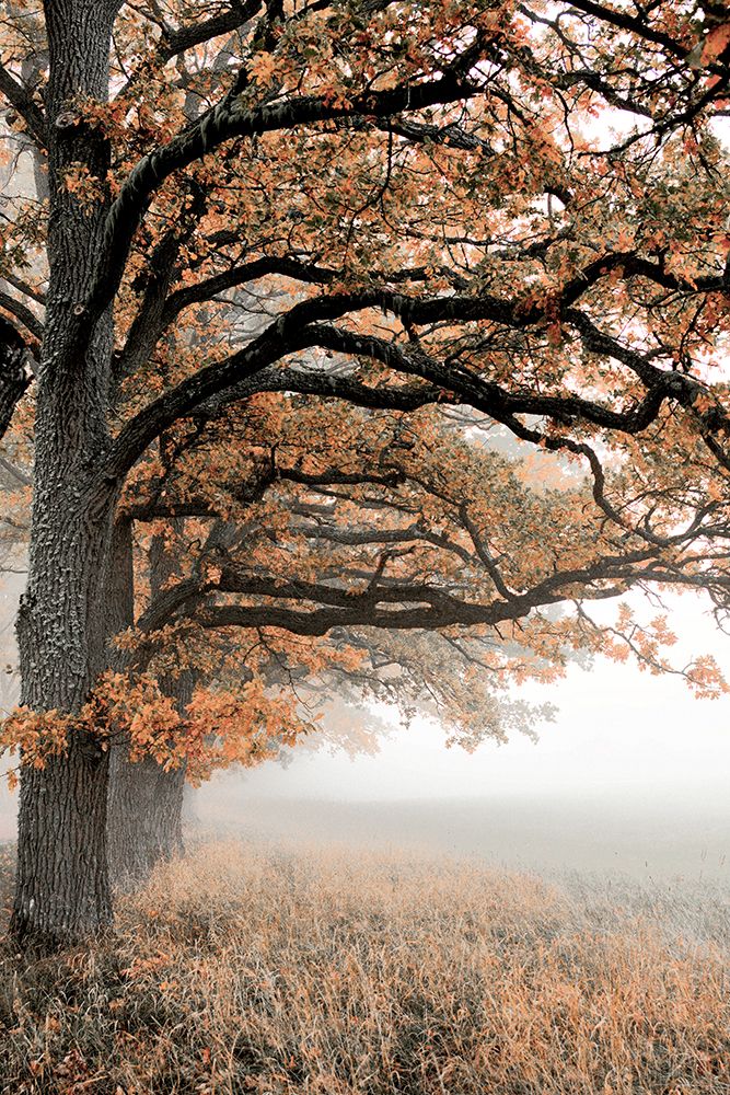 Autumn oaks art print by Christina Sillen for $57.95 CAD