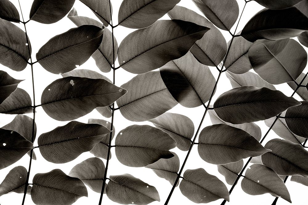 Branches and Leaves I art print by Tal Paz-Fridman for $57.95 CAD