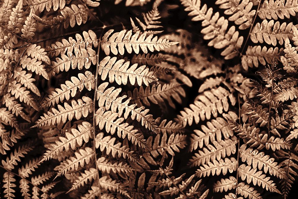 Fall fern art print by Christina Sillen for $57.95 CAD