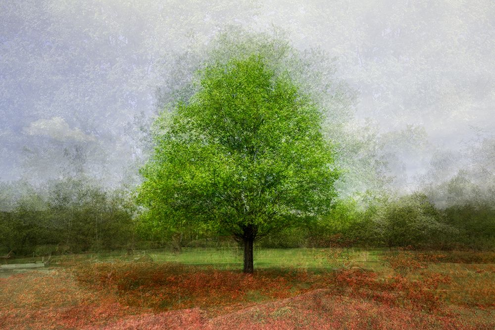 Red and green art print by Fiorenzo Carozzi for $57.95 CAD