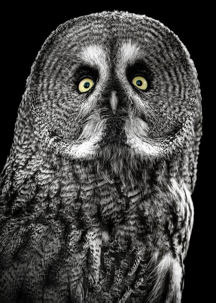 Owl Stare art print by Lee Kershaw for $57.95 CAD