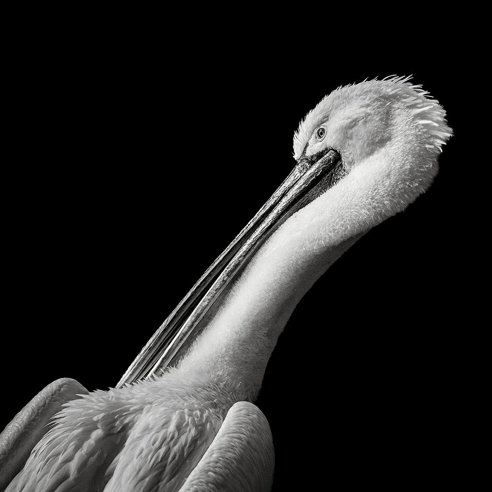 Pelican art print by Christian Meermann for $57.95 CAD