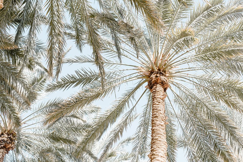 Palm Trees with blue sky art print by Photolovers for $57.95 CAD