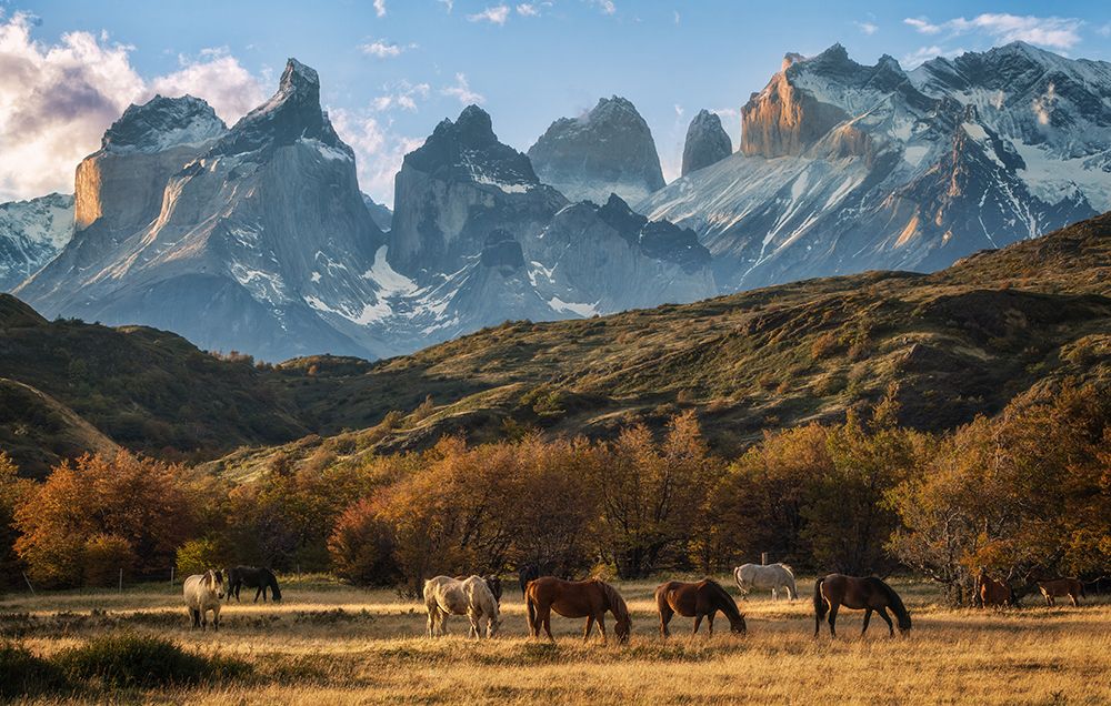 Wild horses at Paine NP art print by Antoni Figueras for $57.95 CAD