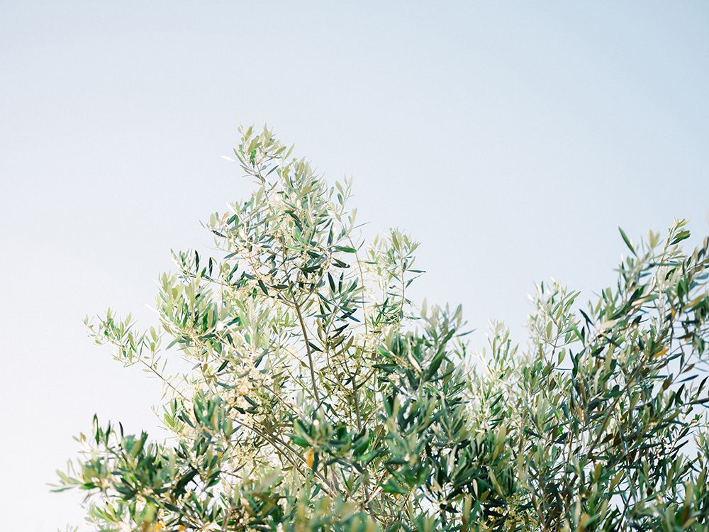 Olives In Ostuni | Italy Travel Photography art print by Raisa Zwart for $57.95 CAD