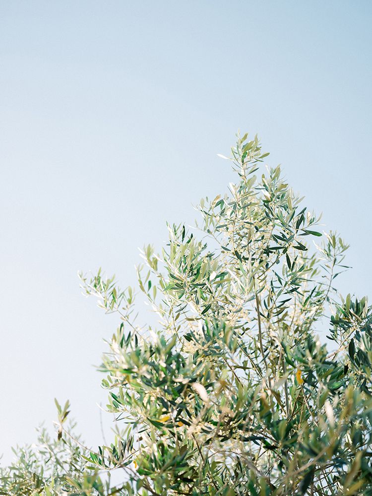 Olives In Ostuni | Italy Travel Photography art print by Raisa Zwart for $57.95 CAD