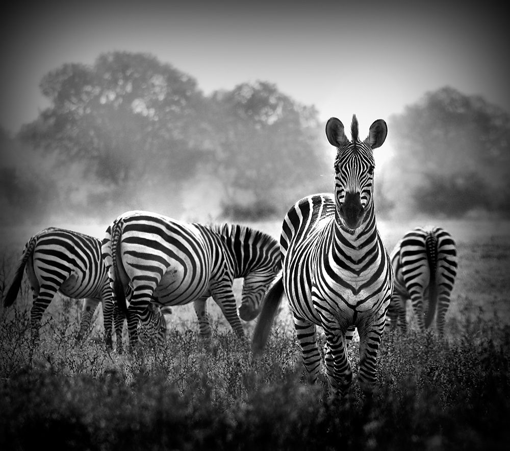 Stallion in a Pin Stripe Suit art print by WildPhotoArt for $57.95 CAD
