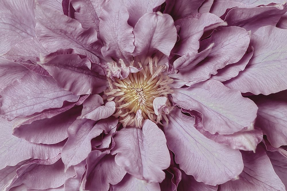 Petal Perfection art print by Jacky Parker for $57.95 CAD