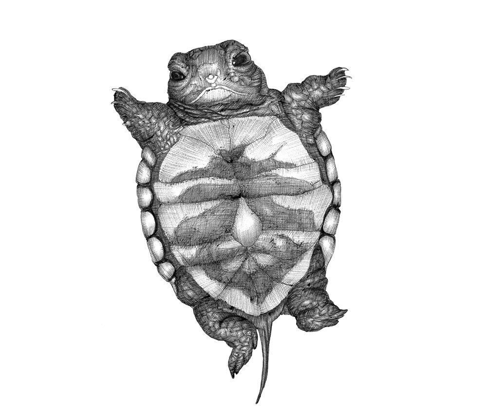 Little Turtle Large art print by EC Mazur for $57.95 CAD