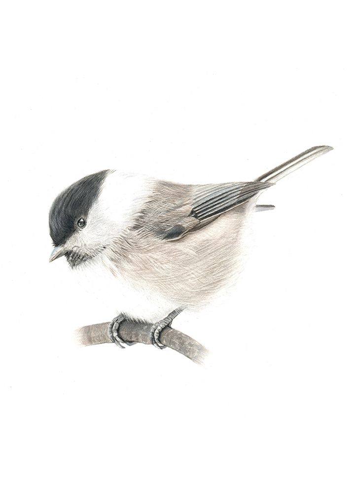 Marsh tit art print by Angelica Diehn for $57.95 CAD