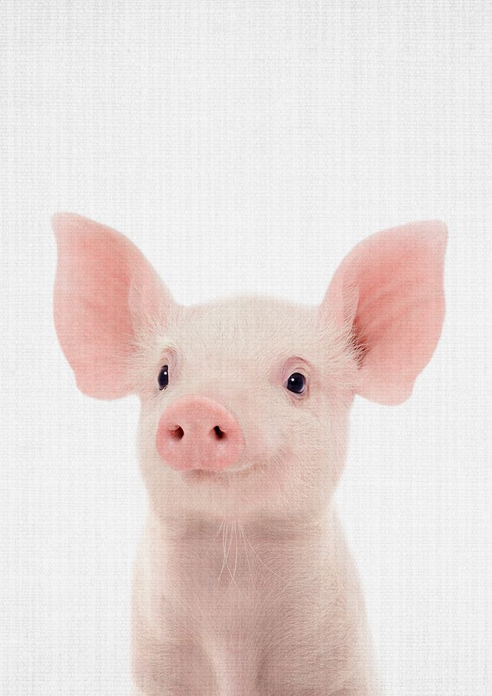 Baby Pig art print by Lola Peacock for $57.95 CAD