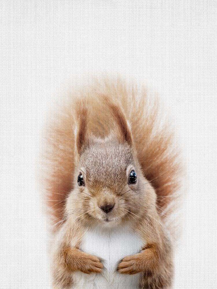 Squirrel art print by Lola Peacock for $57.95 CAD