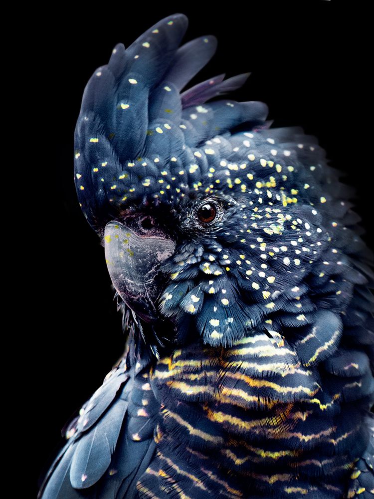 Blackcockatoo2 art print by Lola Peacock for $57.95 CAD