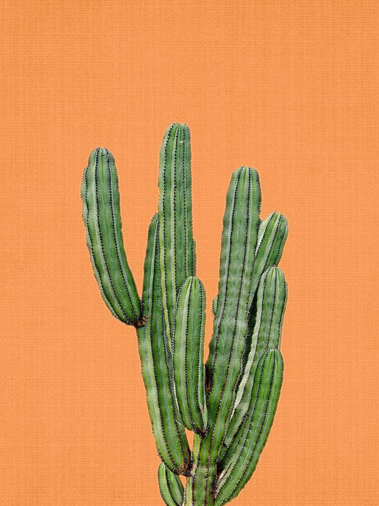 Orange Cactus art print by Lola Peacock for $57.95 CAD