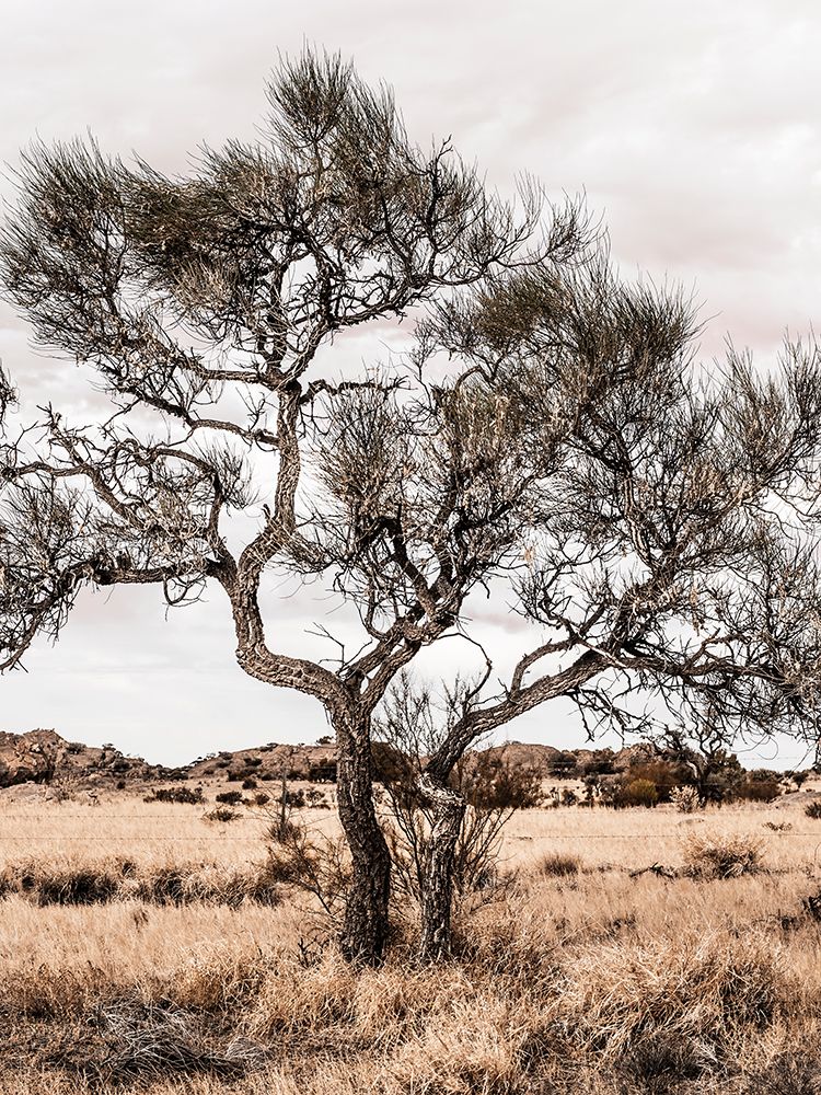 Desert Tree art print by Lola Peacock for $57.95 CAD