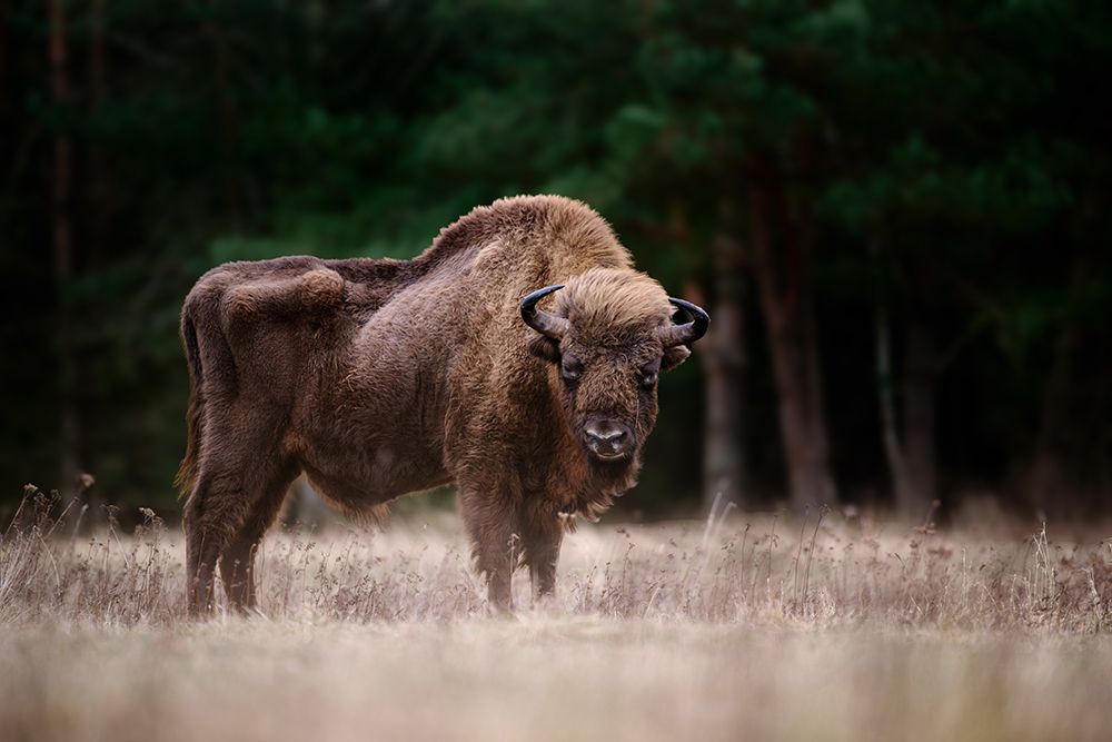 European bison art print by Andrea Marzorati for $57.95 CAD