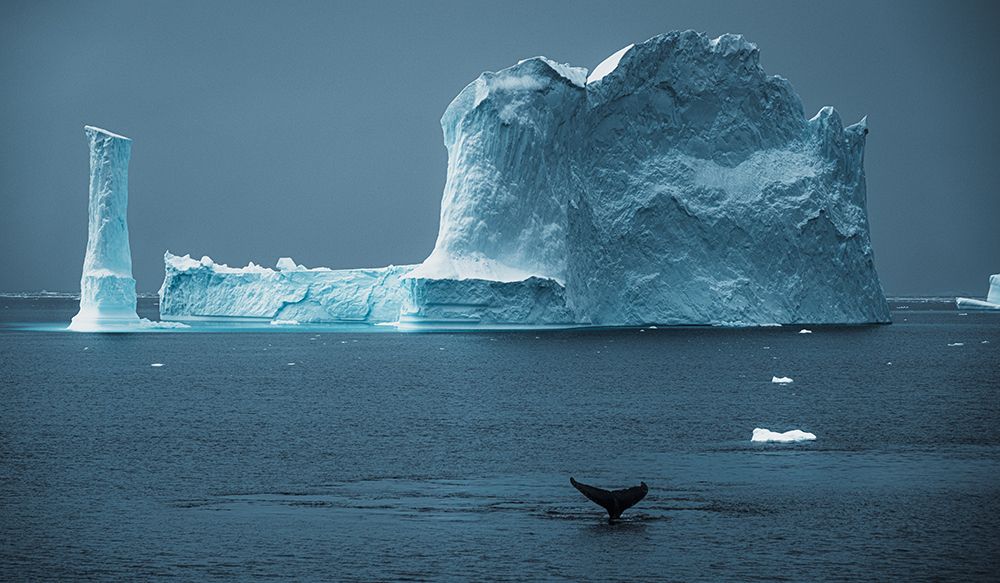 Antarctica | Whale Tail art print by Jraye Photography for $57.95 CAD