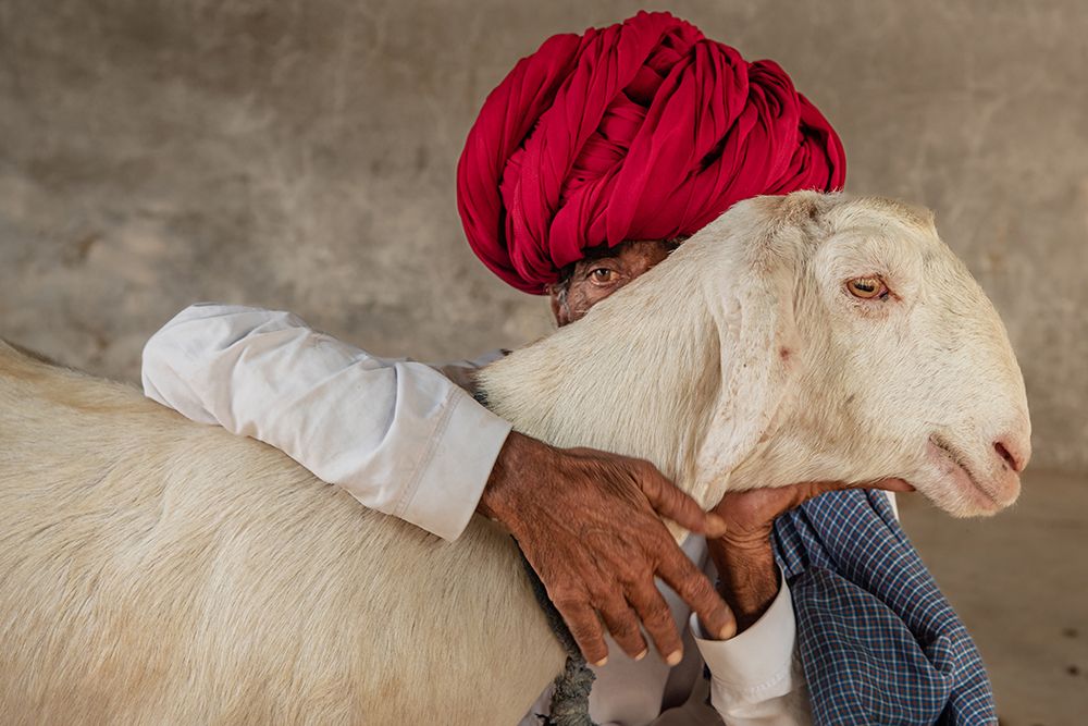 The herders art print by Nadeem Mallick for $57.95 CAD
