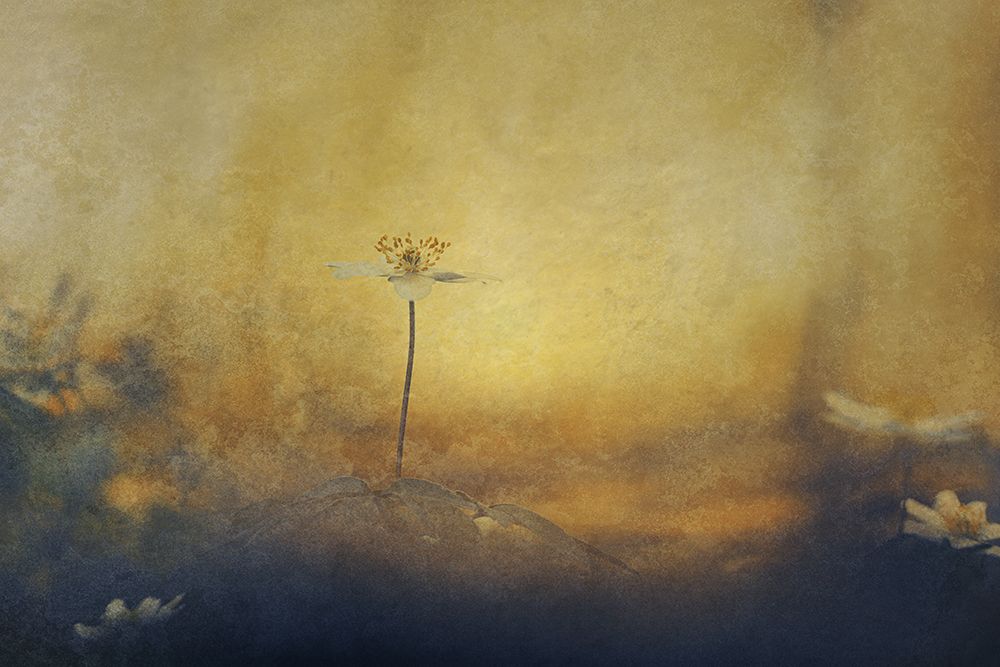 The eyes of the Spring art print by Jan van der for $57.95 CAD