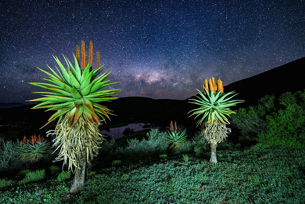 Aloes under the stars art print by Etienne Steenkamp for $57.95 CAD