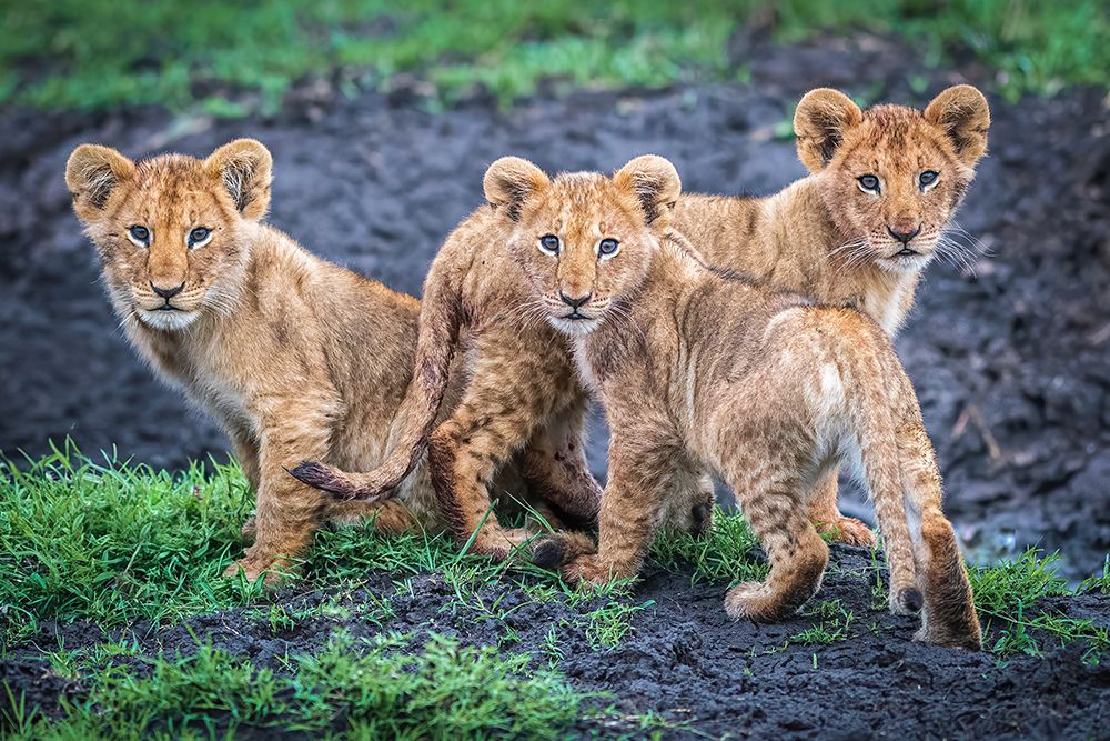 Awaiting moms return art print by Jeffrey C. Sink for $57.95 CAD