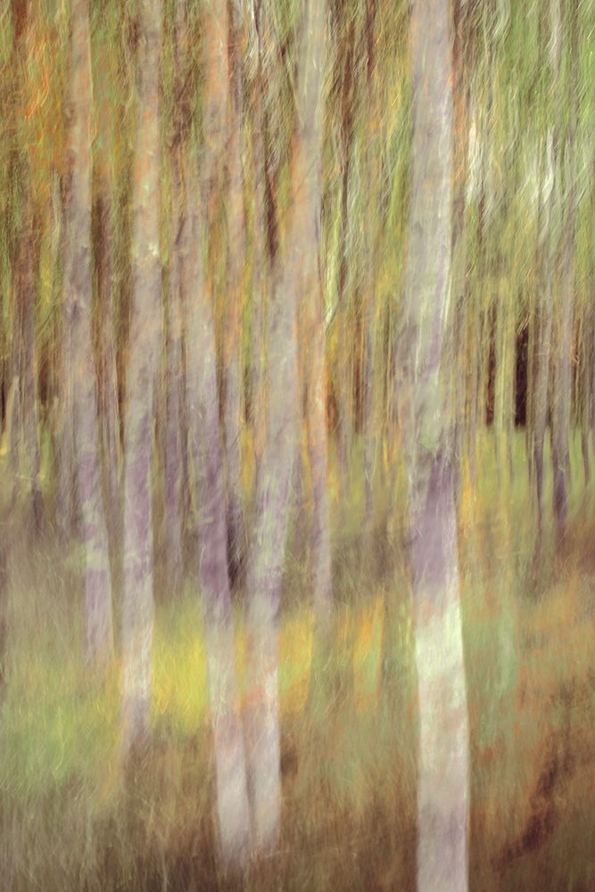 Birch in springlight art print by Christina Sillen for $57.95 CAD