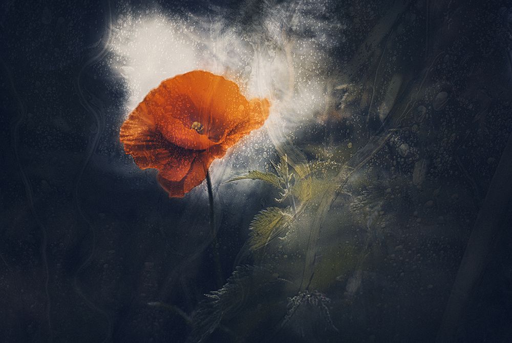 Poppy tears art print by Jan van der for $57.95 CAD