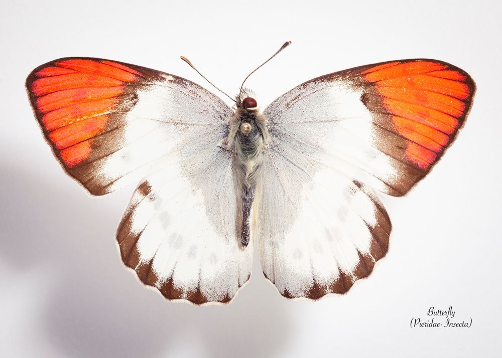 Butterfly - 3 art print by Johan Sabie Botha for $57.95 CAD