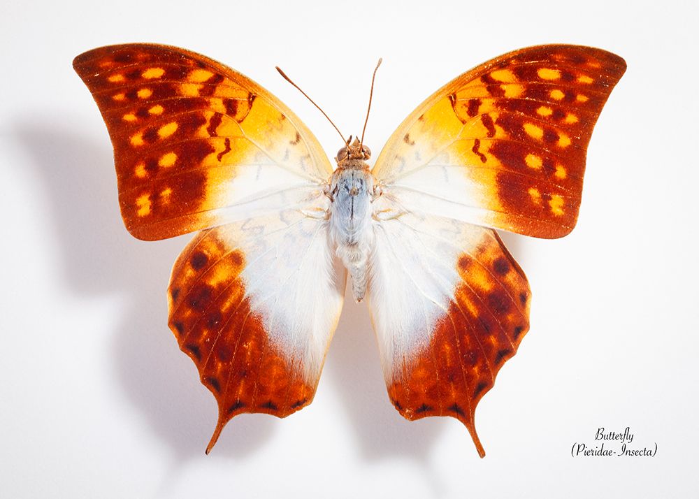 Butterfly - 4 art print by Johan Sabie Botha for $57.95 CAD