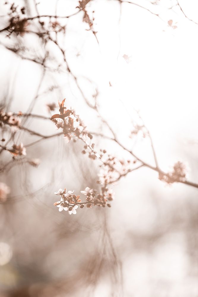 Last Spring 3 art print by Mareike Bohmer for $57.95 CAD