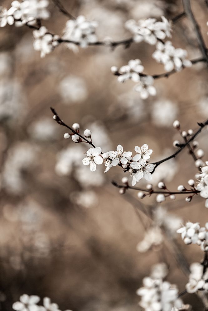 Last Spring 1 art print by Mareike Bohmer for $57.95 CAD