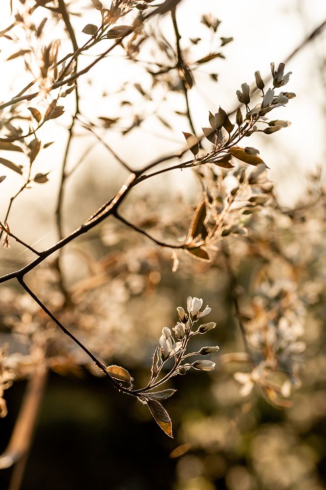 Last Spring 4 art print by Mareike Bohmer for $57.95 CAD