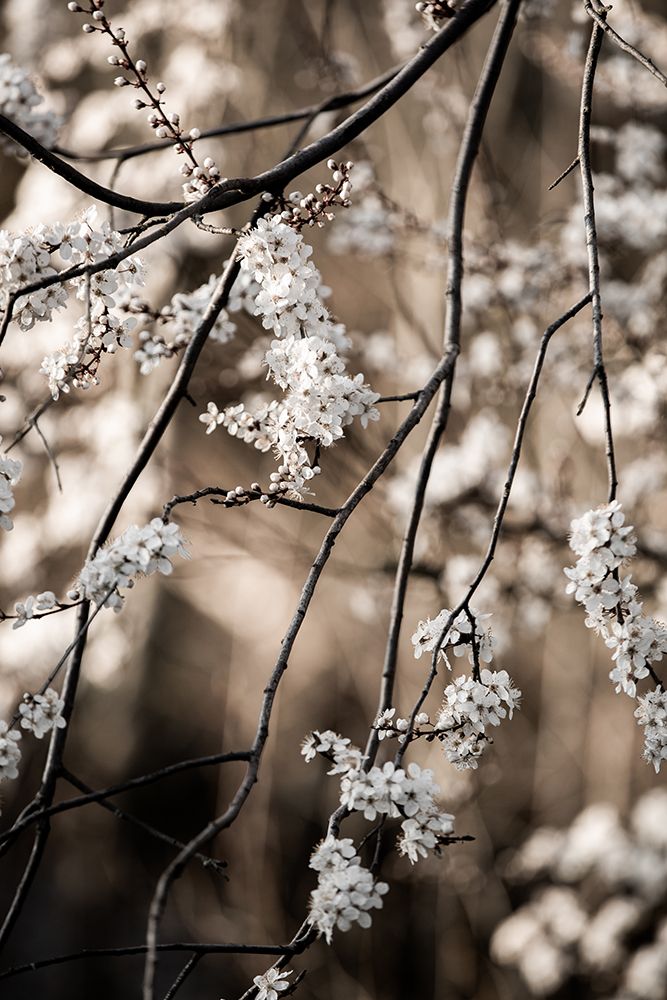 Spring Branches 1 art print by Mareike Bohmer for $57.95 CAD