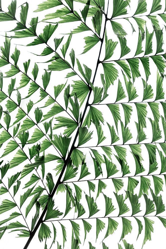 Summer Branches 4 art print by Mareike Bohmer for $57.95 CAD